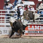 Stampede bullriding Stampede bullriding