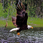 Eagle Eagle